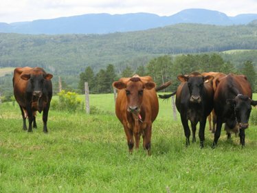 canadian cattle